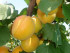 Абрикос Нинфа (Ninfa) (2-летний)