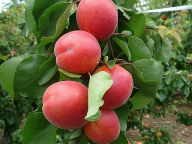 Абрикос Сефора (Sefora) (Низал) Абрикос Сефора (Sefora) (Низал)