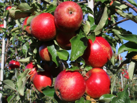 Яблоня Веллант (Wellant) (2-летний)