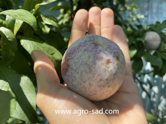 Слива (плуот) Дапл Денди (Dapple Dandy) (Низал)