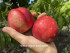 Нектарин Сноу Дроп (Snow Drop) Нектарин Сноу Дроп (Snow Drop)