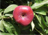 Нектарин инжирный Концеттина (Низал)