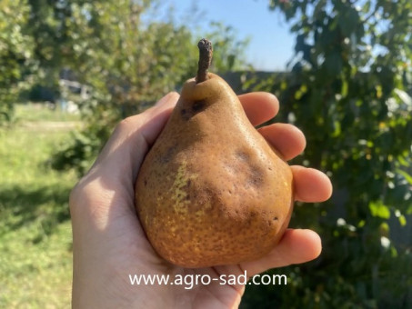 Груша Яблунивская (2-летний)