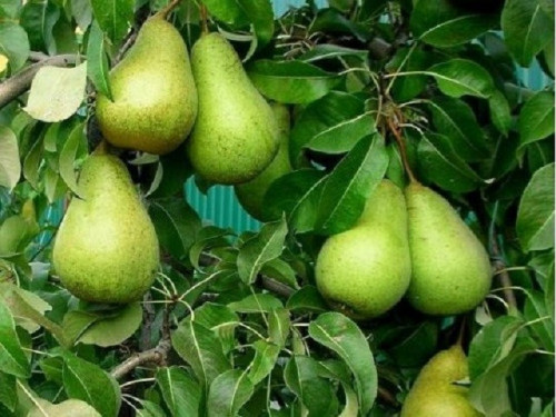 Груша Стрийская