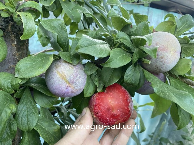 Слива (плуот) Дапл Денди (Dapple Dandy) Слива (плуот) Дапл Денди (Dapple Dandy)