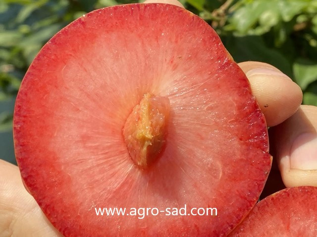 Слива (плуот) Дапл Денди (Dapple Dandy) Слива (плуот) Дапл Денди (Dapple Dandy)