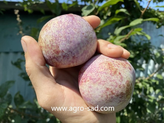 Слива (плуот) Дапл Денди (Dapple Dandy) Слива (плуот) Дапл Денди (Dapple Dandy)