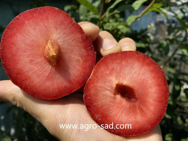 Слива (плуот) Дапл Денди (Dapple Dandy) Слива (плуот) Дапл Денди (Dapple Dandy)