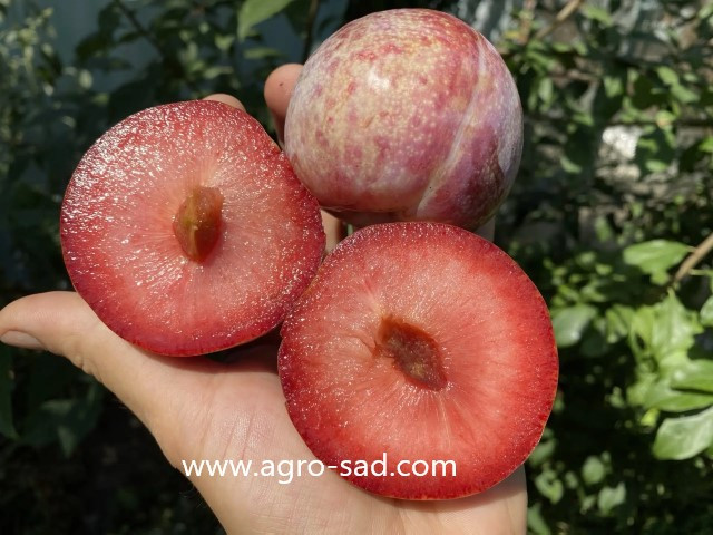 Слива (плуот) Дапл Денди (Dapple Dandy) Слива (плуот) Дапл Денди (Dapple Dandy)