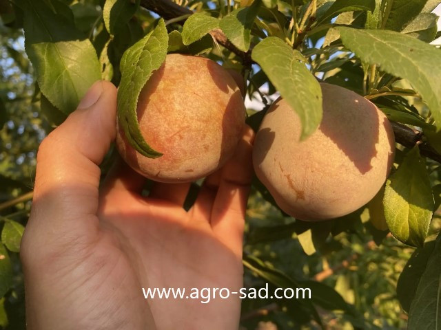 Слива (плуот) Дапл Денди (Dapple Dandy) Слива (плуот) Дапл Денди (Dapple Dandy)