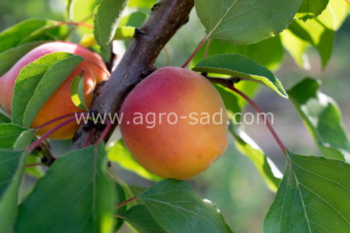 Абрикос Фаралия (Faralia) (2-летний) Абрикос Фаралия (Faralia) (2-летний)