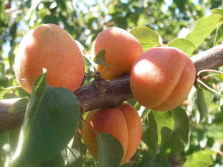 Абрикос Фардао (Fardao) (2-летний)