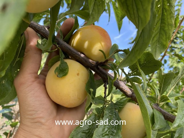 Слива Голден Плумза (Golden Plumza)