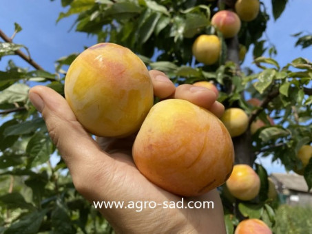 Слива Голден Плумза (Golden Plumza) Слива Голден Плумза (Golden Plumza)