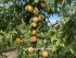 Слива Голден Плумза (Golden Plumza)