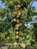 Слива Голден Плумза (Golden Plumza)
