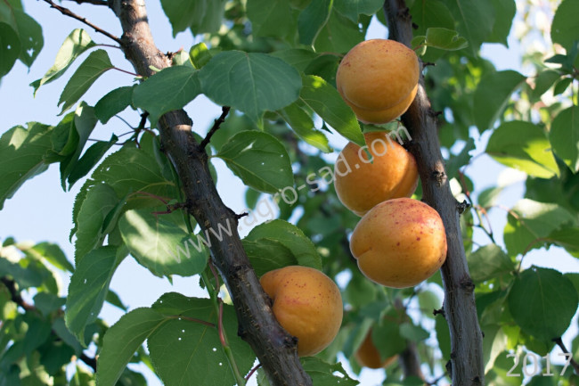 Абрикос Харгранд (2-летний)