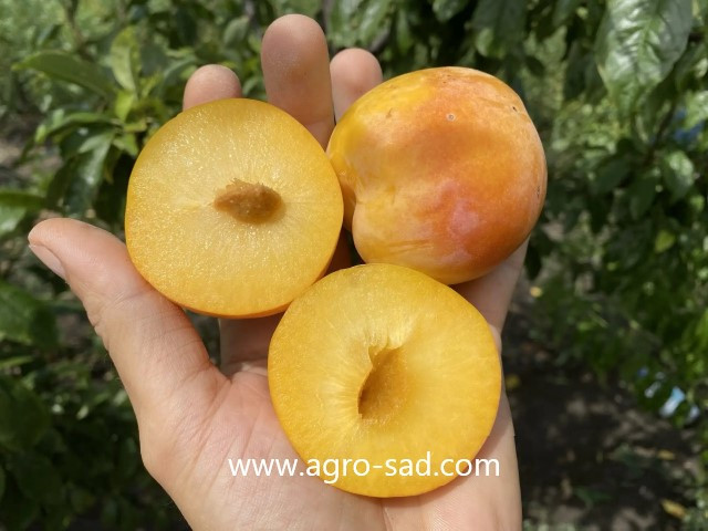 Слива Голден Плумза (Golden Plumza) (Низал)